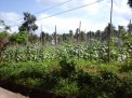 Photo 3 of 1,170sq.m. Farmlot Cool Climate Liliw Laguna