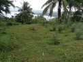 Photo 5 of Lot for Sale in Brgy. Maria Paz Tanauan City Batangas