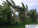 Photo 3 of Fertile, productive farm land in Indang, Cavite