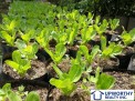 Photo 4 of Fertile, productive farm land in Indang, Cavite