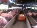 Photo 2 of For Sale Piggery Farm with Income in Pandi Bulacan