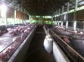 Photo 5 of For Sale Piggery Farm with Income in Pandi Bulacan