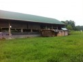 Photo 6 of For Sale Piggery Farm with Income in Pandi Bulacan