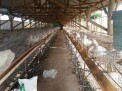 Photo 5 of Poultry and Piggery for sale including lot 30100sqm