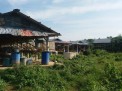 Photo 6 of Poultry and Piggery for sale including lot 30100sqm