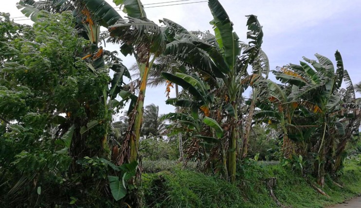 Photo 3 of Fertile, productive farm land in Indang, Cavite