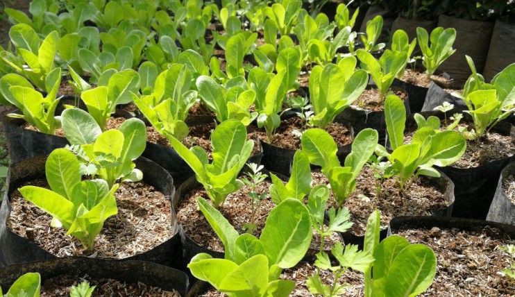 Photo 4 of Fertile, productive farm land in Indang, Cavite