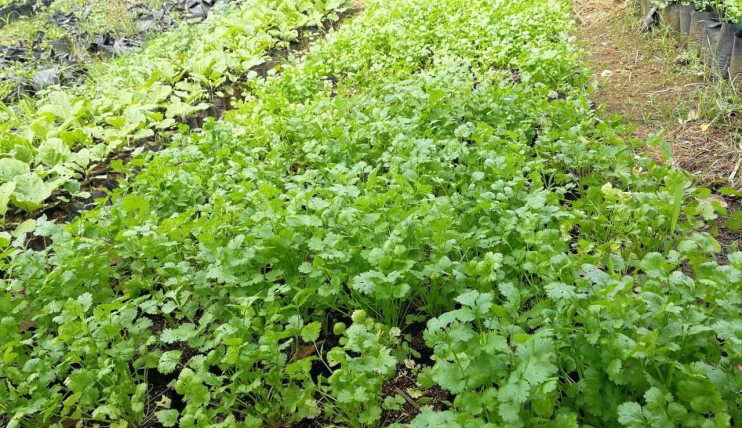 Photo 5 of Fertile, productive farm land in Indang, Cavite