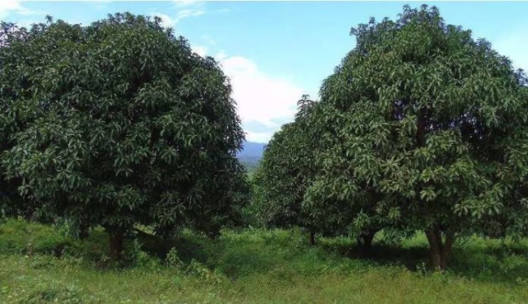 Photo 1 of FARM LOTS in San Antonio Bagac Bataan