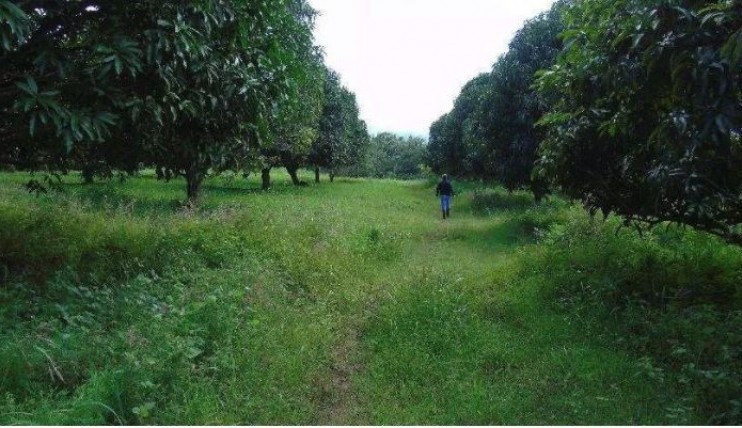 Photo 2 of FARM LOTS in San Antonio Bagac Bataan