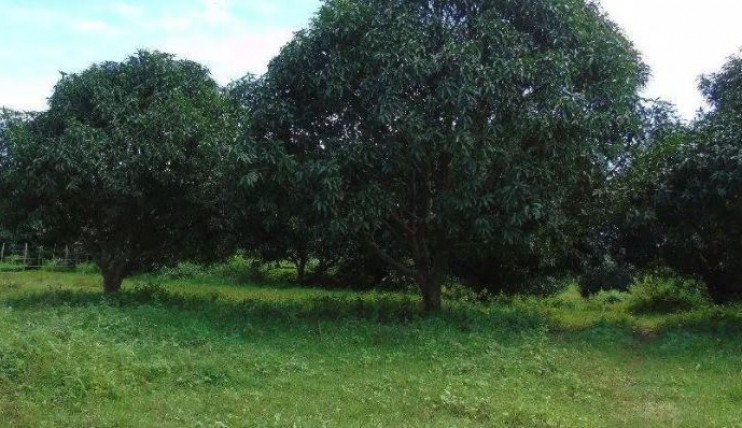 Photo 4 of FARM LOTS in San Antonio Bagac Bataan