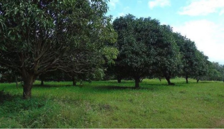 Photo 5 of FARM LOTS in San Antonio Bagac Bataan