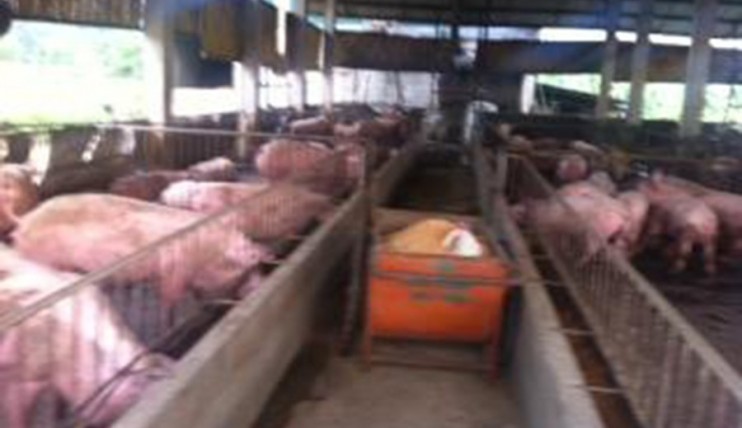 Photo 2 of For Sale Piggery Farm with Income in Pandi Bulacan