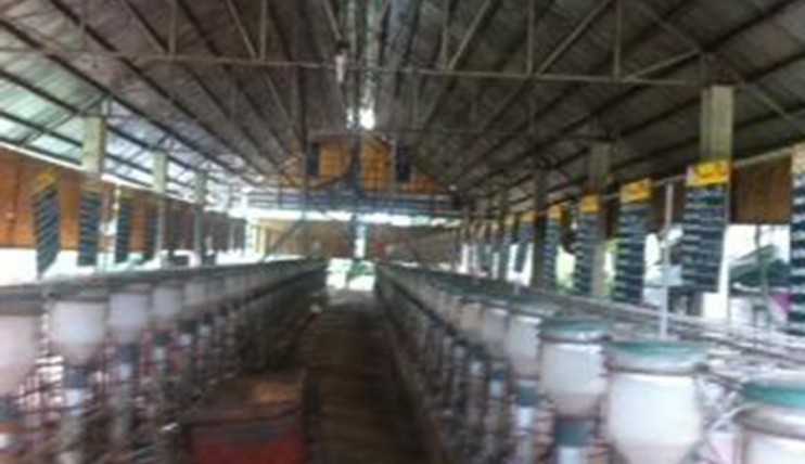 Photo 3 of For Sale Piggery Farm with Income in Pandi Bulacan