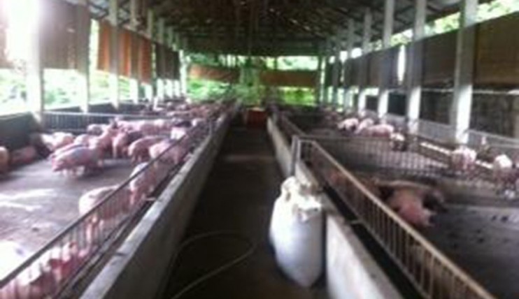 Photo 5 of For Sale Piggery Farm with Income in Pandi Bulacan