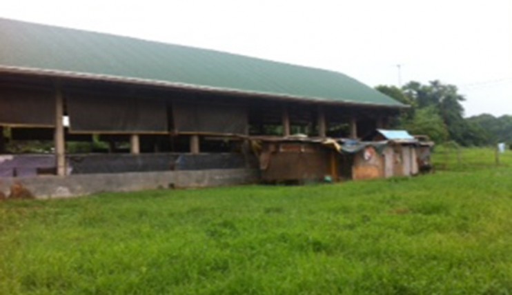 Photo 6 of For Sale Piggery Farm with Income in Pandi Bulacan