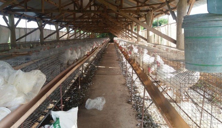 Photo 5 of Poultry and Piggery for sale including lot 30100sqm